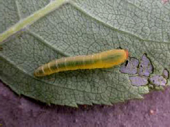 Rose Slugworm